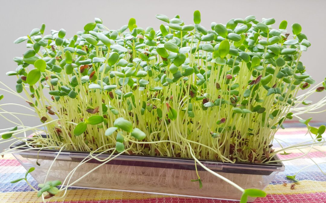 Φύτρα μπρόκολου (broccoli sprouts). Έχουν προστατευτική και πολύ ισχυρή αντικαρκινική  δράση*