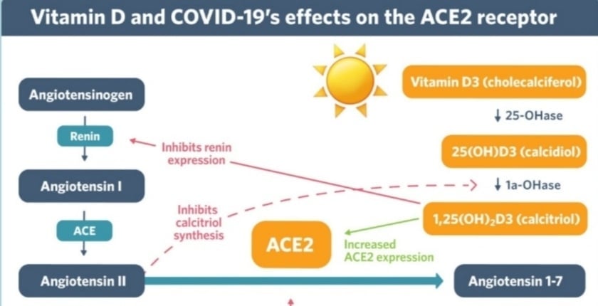 Ο ρόλος της βιταμίνης  D κατά της λοίμωξης από COVID-19 *
